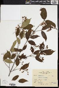 Viburnum erosum image