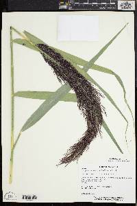 Phragmites australis image