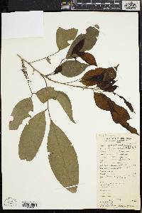 Dysoxylum cumingianum image