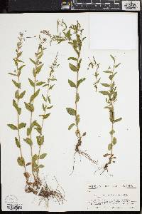 Epilobium collinum image