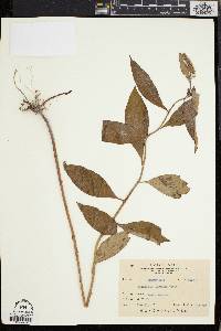 Lysimachia fortunei image