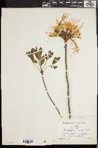 Rhododendron canescens image