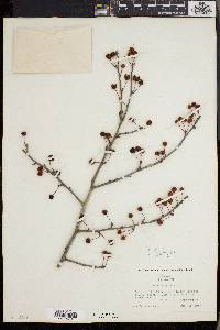 Ilex longipes image