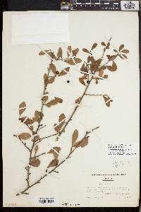 Ilex decidua var. curtissii image