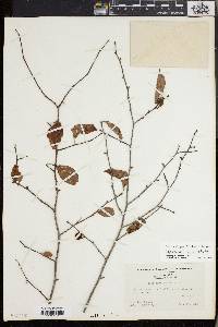 Ilex ambigua image