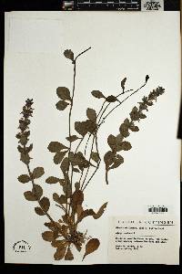 Ajuga reptans image