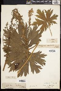 Aconitum lycoctonum image
