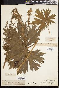 Aconitum lycoctonum image