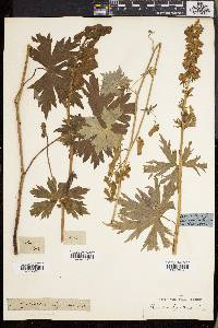 Aconitum lycoctonum image