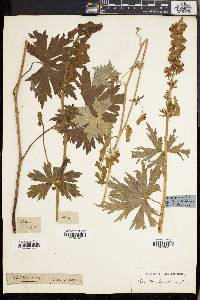 Aconitum lycoctonum image