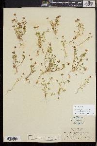 Trifolium depauperatum image