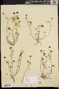 Trifolium depauperatum image