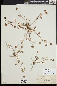 Trifolium depauperatum image