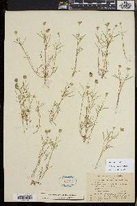 Trifolium oliganthum image