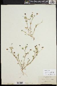 Trifolium depauperatum image