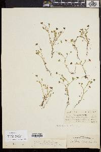 Trifolium depauperatum image