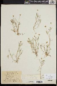Trifolium oliganthum image