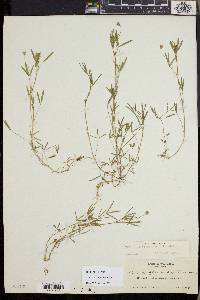 Trifolium oliganthum image