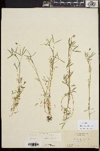 Trifolium oliganthum image