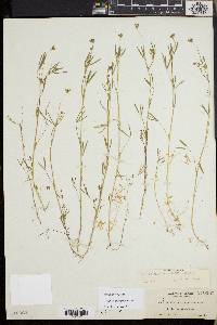 Trifolium oliganthum image