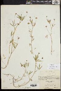 Trifolium oliganthum image