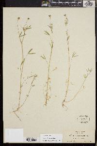Trifolium oliganthum image