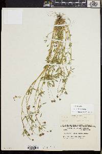 Trifolium oliganthum image