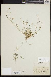Trifolium oliganthum image