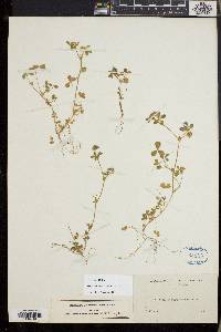 Trifolium microcephalum image