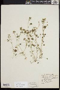 Trifolium microcephalum image