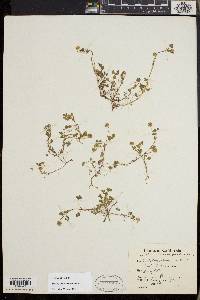 Trifolium microcephalum image