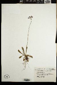 Primula farinosa image