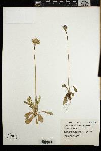 Primula farinosa image