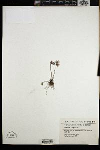 Soldanella alpina image