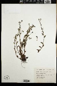 Myosotis scorpioides image