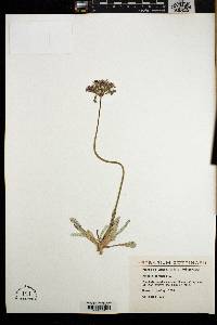 Primula farinosa image
