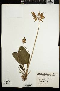 Primula veris image
