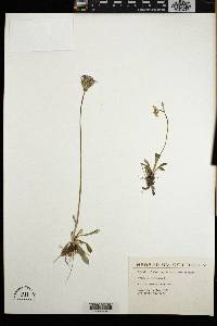 Primula farinosa image
