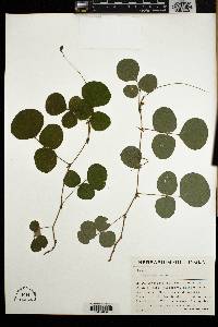 Desmodium rotundifolium image