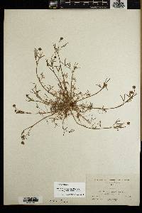 Trifolium depauperatum image