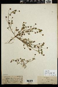 Trifolium depauperatum image