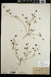 Trifolium depauperatum image