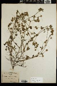 Trifolium microcephalum image