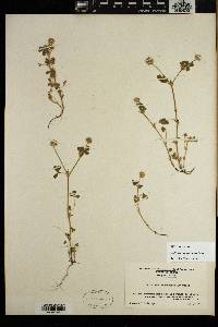 Trifolium microcephalum image