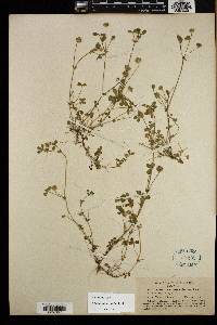 Trifolium microcephalum image