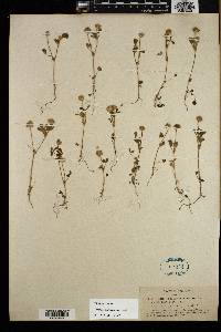 Trifolium microcephalum image