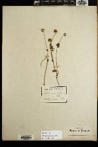 Trifolium microcephalum image