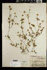Trifolium microcephalum image