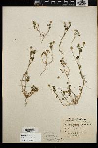 Trifolium microcephalum image