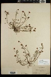Trifolium depauperatum var. depauperatum image